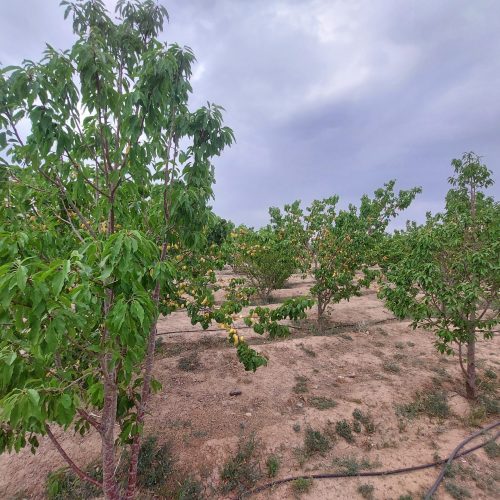 زمین مسکونی با مناظره زیبا در بافت لب جاده اصلی