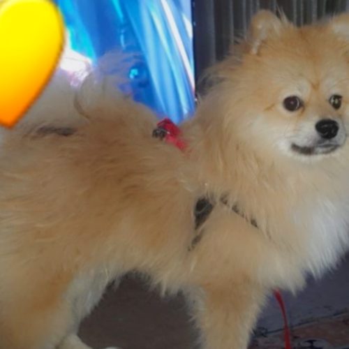 پامر اشپیتز نر