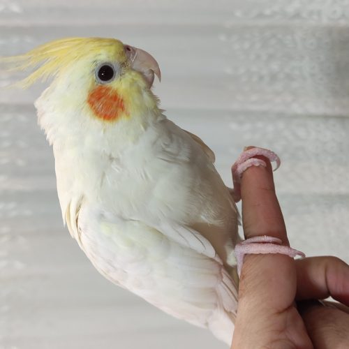 پرنده خانگی