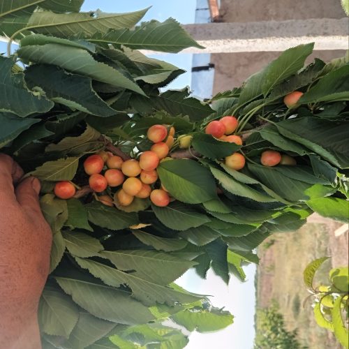 فروش باغ و میوه در بالای اتوبان در شهرستان ابهر