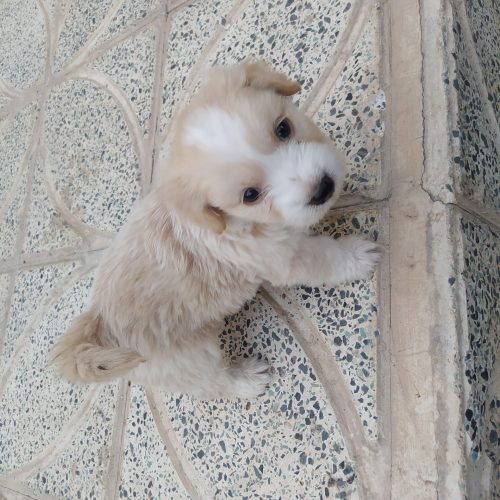 واگذاری توله سگ شیتزو پامر