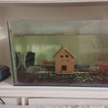 آکواریوم ،پمپ