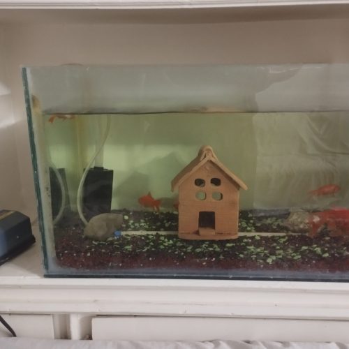 آکواریوم ،پمپ