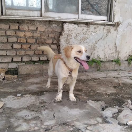 سگ نر پاکوتاه