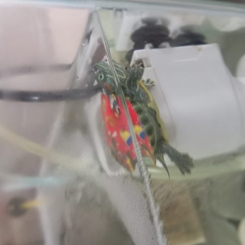 آکواریوم ولوازم جانبی