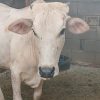 فروش دو عدد گاو ماده