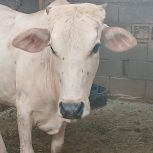 فروش دو عدد گاو ماده