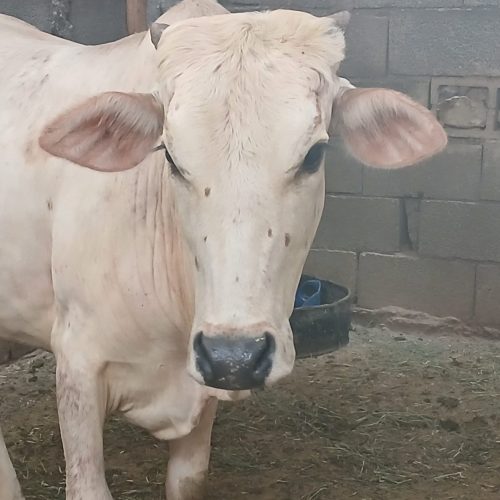 فروش دو عدد گاو ماده