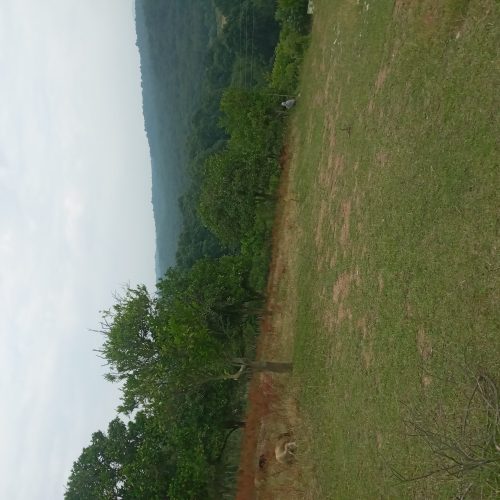 زمین مرزیکلا