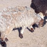 گوسفند برای قربانی