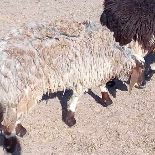 گوسفند برای قربانی