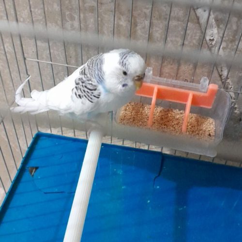 مرغ عشق نر نژاد انگلیسی