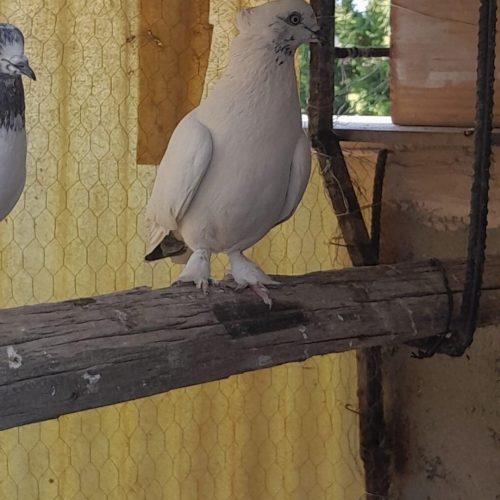 عروس هلندی و کبوتر