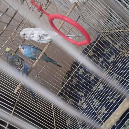 یک جفت مرغ عشق به شرط تخم