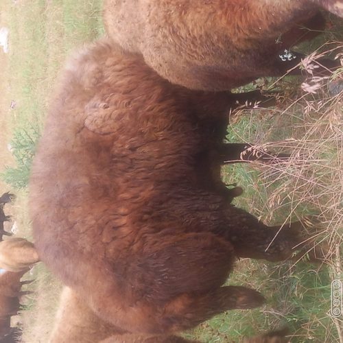 گوسفندزنده نروماده