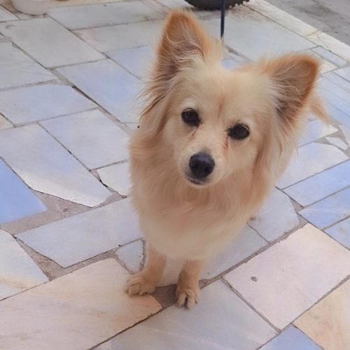 سگ پامر روباهی