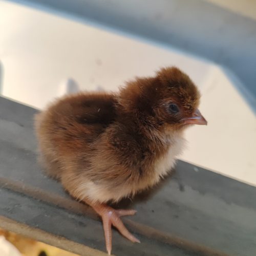 فروش جوجه محلی