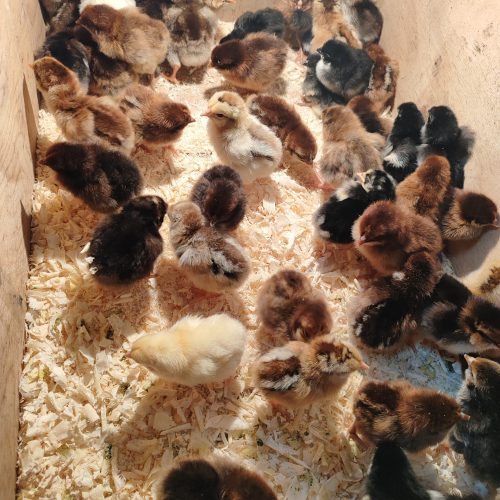 فروش جوجه محلی