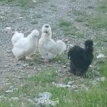 فروش دو عدد مرغ و یک خروس ابریشمی