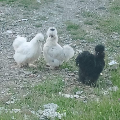 فروش دو عدد مرغ و یک خروس ابریشمی