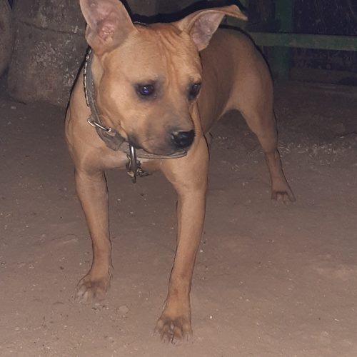 پیتبول نر و ماده