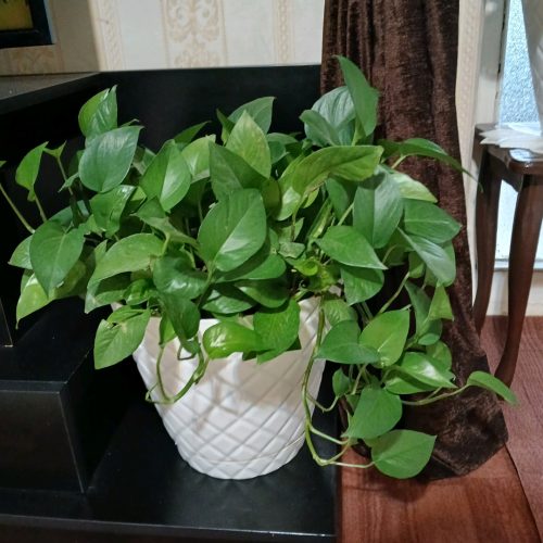 2 عدد گل پتوس سبز چندین ساله