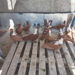 کبوترککیلی