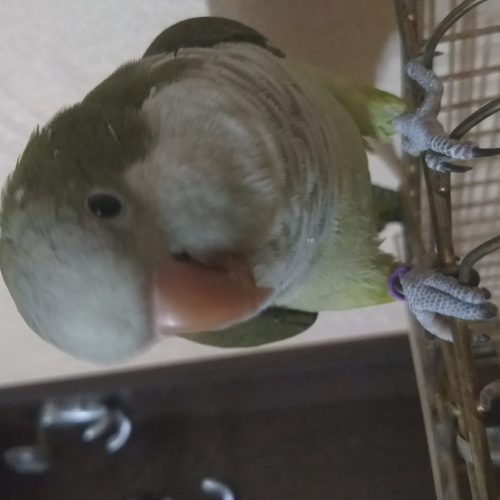 یک جفت طوطی راهب سبز خوش رنگ مولد کلام دار