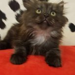 بچه گربه پرشین اسکاتیش