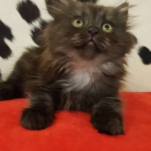 بچه گربه پرشین اسکاتیش