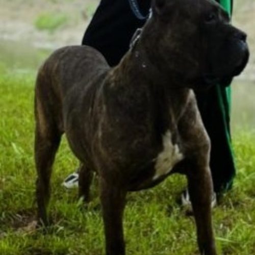 سگ کنگوسور بسیار عالی گوش و دم عمل شده