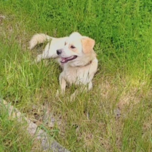 سگ نر پاکوتاه