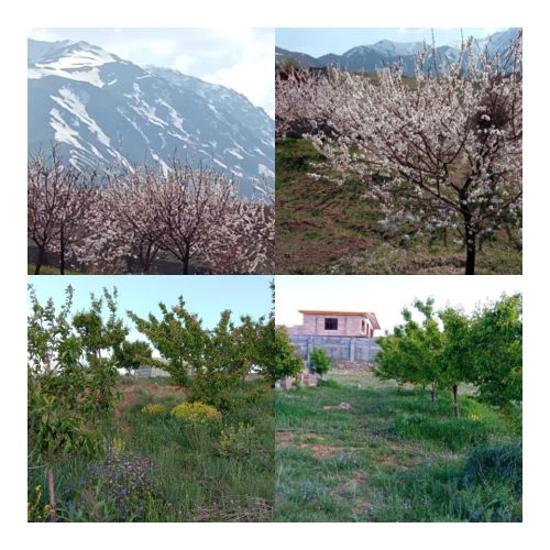 فروش باغ و قطعه ویلایی