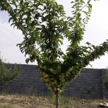 فروش باغ یا معاوضه با خانه در بهارستان . سپاهانشهر یا اصفهان