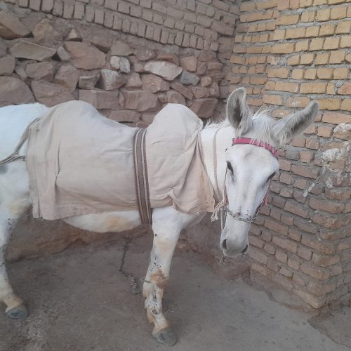 الاغ نر آرام گوسفندی