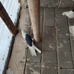 کبوتر پشت دار قطعه بزرگ