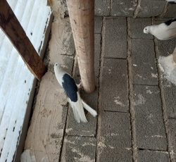 کبوتر پشت دار قطعه بزرگ