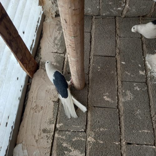 کبوتر پشت دار قطعه بزرگ