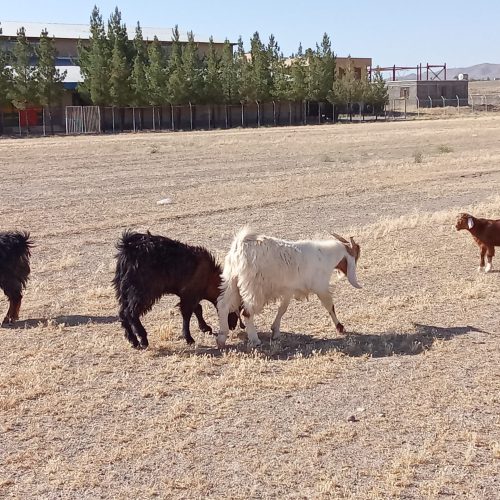 گوسفند برای قربانی