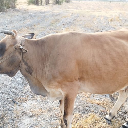 گاو نزار قیمت 55 میلیون