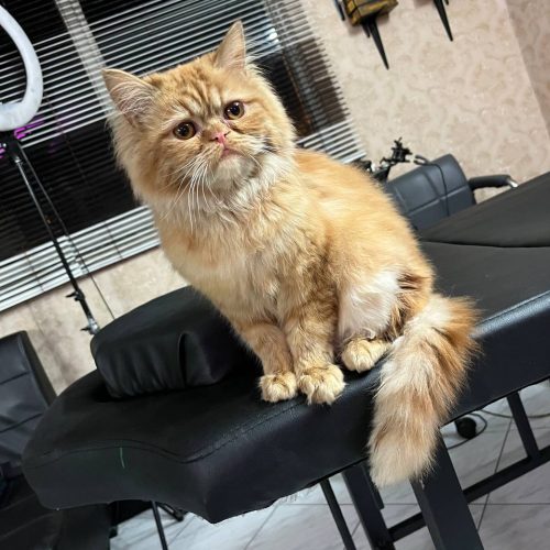 گربه پرشین گارفیلدی