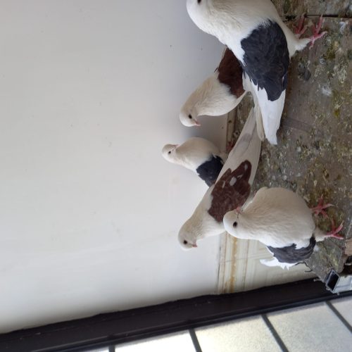 کبوتر پشت دار قطعه بزرگ