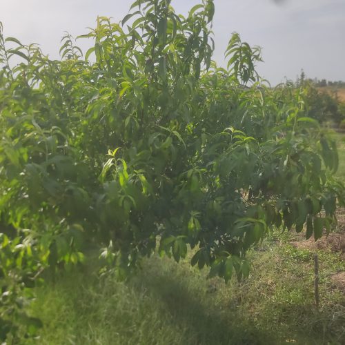 فروش زمین باغ