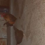 اهواز پردیس