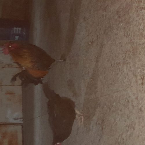 اهواز پردیس