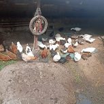 مرغ و قو غاز