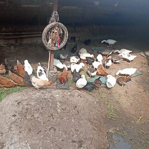 مرغ و قو غاز