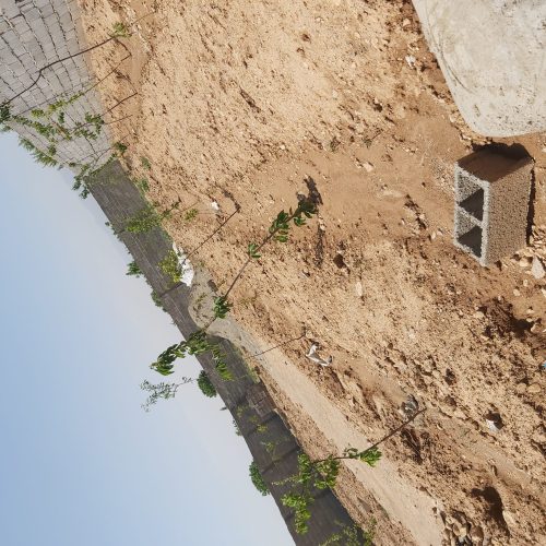 باغچه 600متری کردان