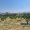 یک قطعه باغ ثمری