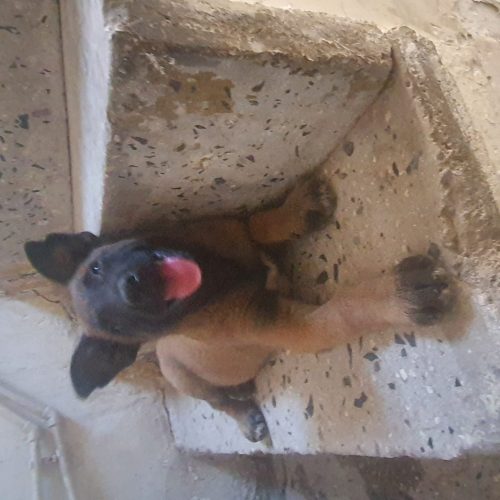 نگهبانی و نسل گیری